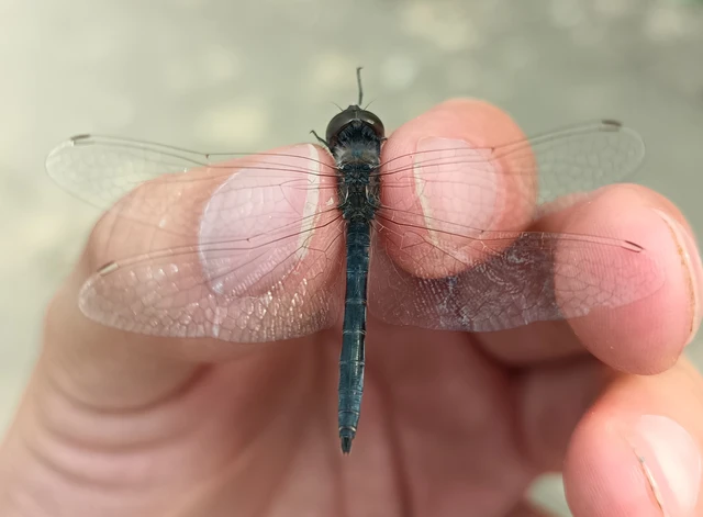Selysiothemis nigra - vándor árnyszitakötő