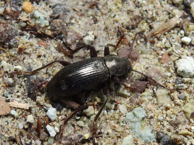 Stenomax aeneus - bronzos gyászbogár