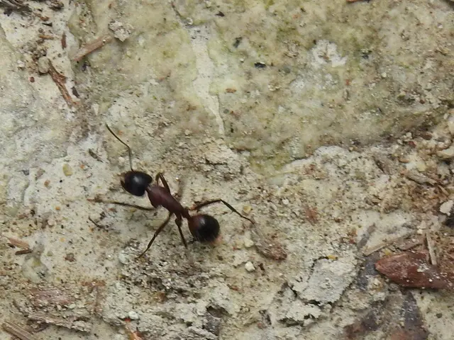 Camponotus ligniperda - faodvasító lóhangya