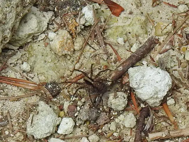 Pardosa alacris/lugubris