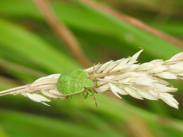 Palomena Palomena