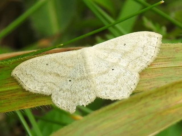 Scopula nigropunctata - feketepettyes araszoló