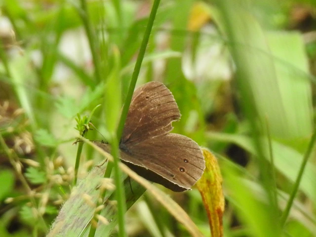 Aphantopus hyperanthus - közönséges ökörszemlepke