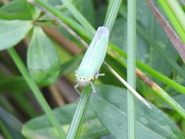 Cicadella viridis - méregzöld kabóca