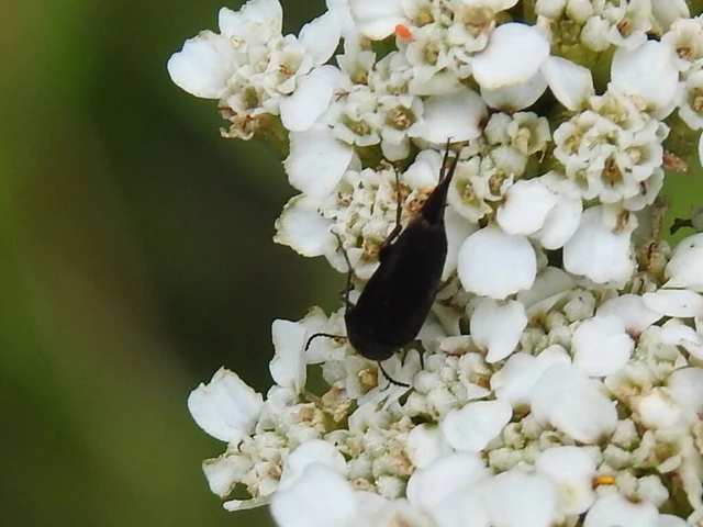 Mordellidae - marókafélék