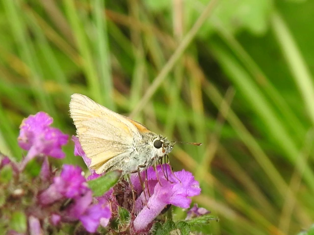 Thymelicus sylvestris - barna busalepke