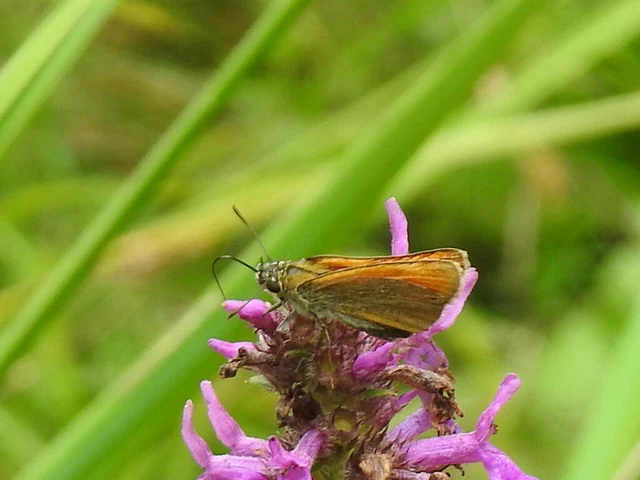 Thymelicus lineola - vonalas busalepke