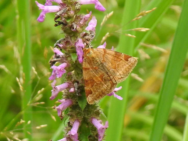 Euclidia glyphica - közönséges nappalibagoly