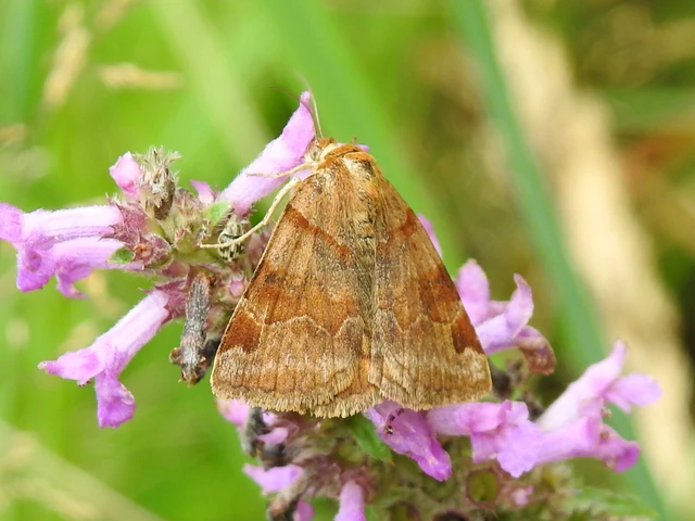 Euclidia glyphica - közönséges nappalibagoly
