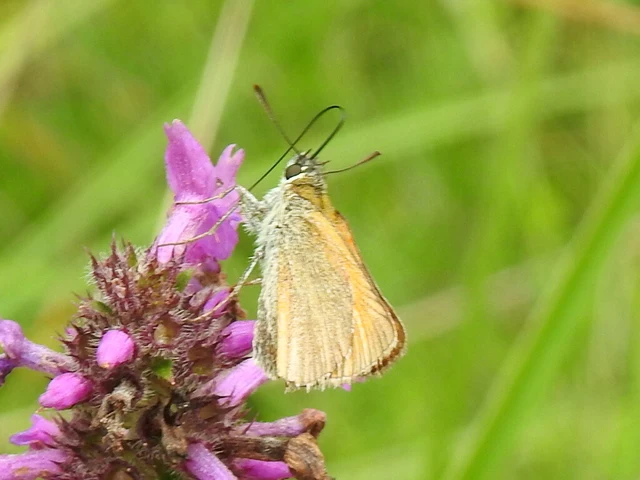 Thymelicus lineola - vonalas busalepke
