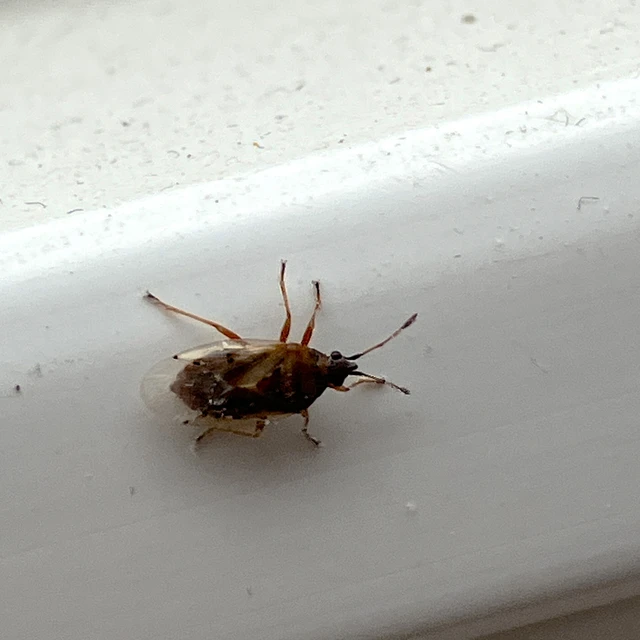 Kleidocerys resedae - nyírbodobács
