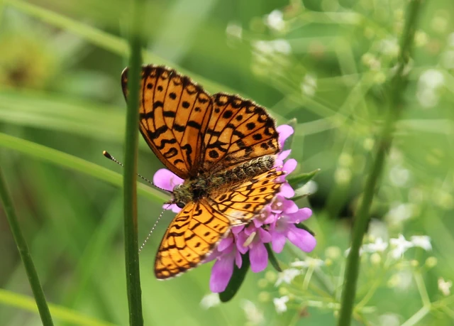 Boloria selene - fakó gyöngyházlepke