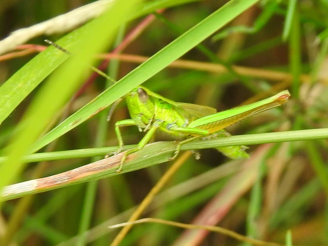 Euthystira brachyptera - smaragdzöld sáska