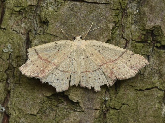 Cyclophora punctaria - sávos pettyesaraszoló
