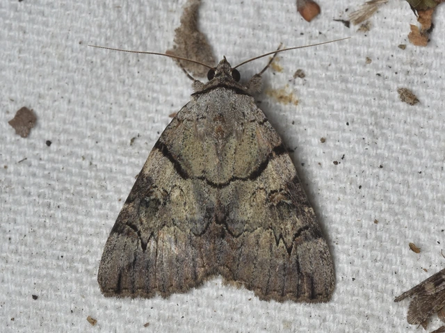 Catocala hymenaea - kökény-övesbagoly