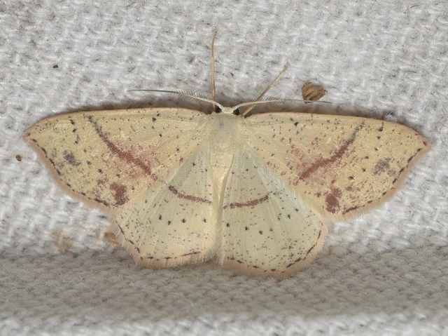Cyclophora punctaria - sávos pettyesaraszoló