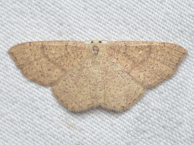 Cyclophora ruficiliaria - vörösrojtú pettyesaraszoló