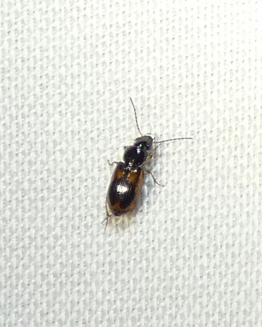 Acupalpus maculatus - vállfoltos törpefutonc
