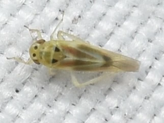 Arboridia