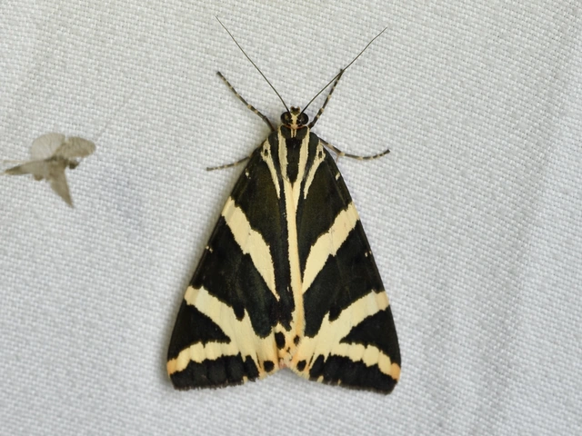 Euplagia quadripunctaria - csíkos medvelepke