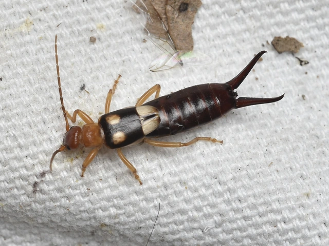Forficula smyrnensis - szmirnai fülbemászó