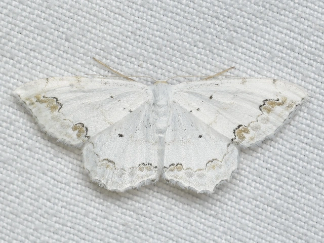 Scopula ornata - díszes fehéraraszoló