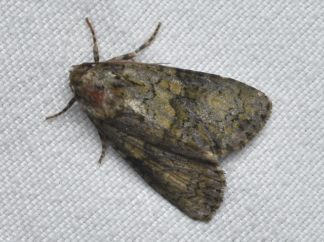 Craniophora ligustri - fagyalbagoly