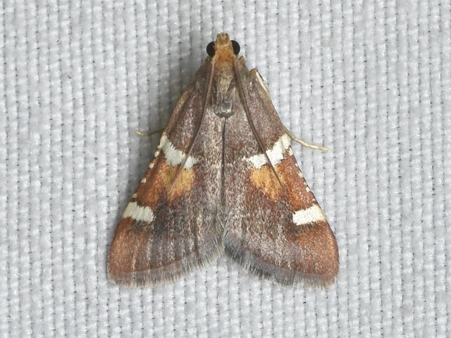 Pyralis regalis - pompás fényilonca