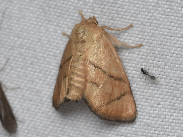 Apoda limacodes - kagylólepke