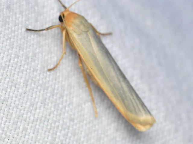 Eilema complana - közönséges zuzmószövő