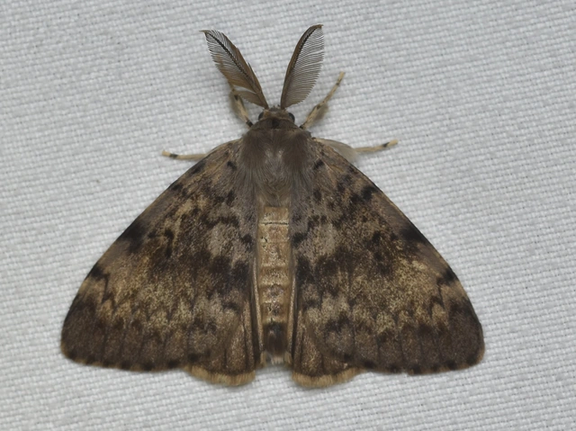 Lymantria dispar - gyapjaslepke