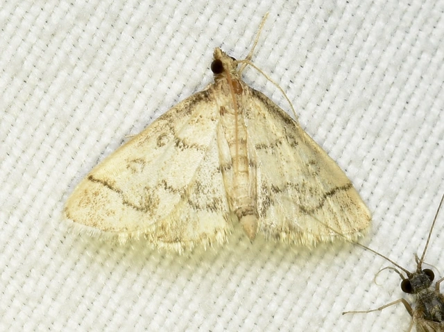 Metasia ophialis - kígyósávos tűzmoly
