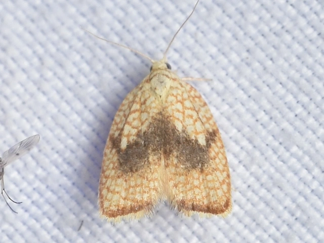 Acleris forsskaleana - juharos levélmoly