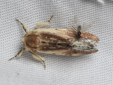 Ptilodon cucullina - csuklyás púposszövő