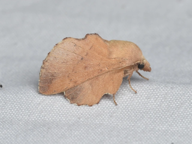 Phyllodesma tremulifolia - nyárlevélpohók