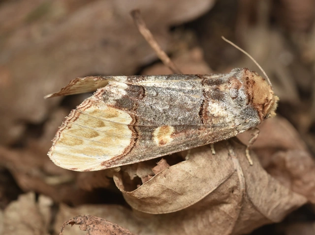 Phalera bucephaloides - magyar púposszövő