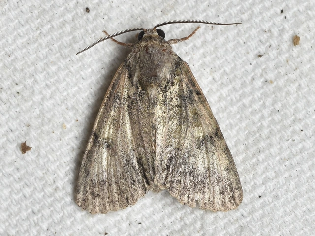 Polyphaenis sericata - selyemfényű erdeibagoly