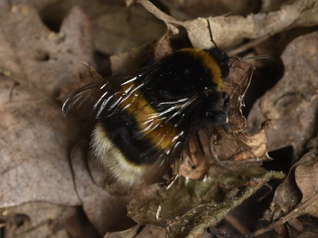 Bombus - poszméhek