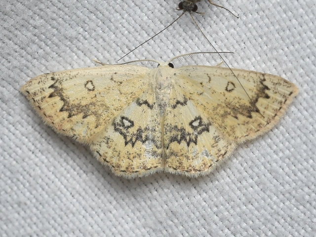 Cyclophora annularia - gyűrűs pettyesaraszoló