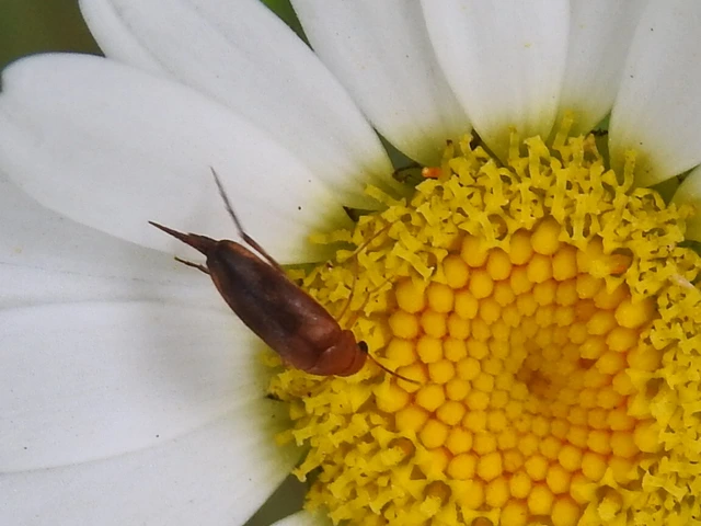 Mordellidae - marókafélék
