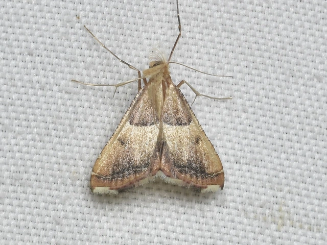 Endotricha flammealis - tüzesszárnyú fényilonca