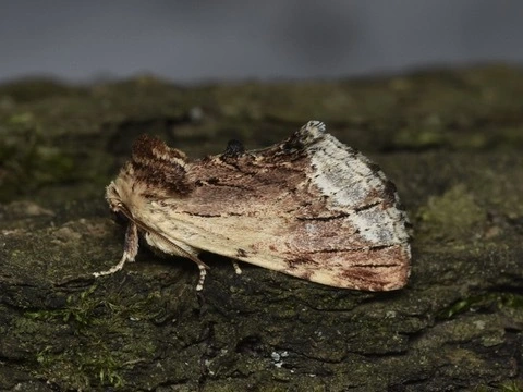 Ptilodon cucullina - csuklyás púposszövő