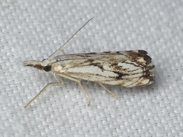 Catoptria falsella - hálós fűgyökérmoly
