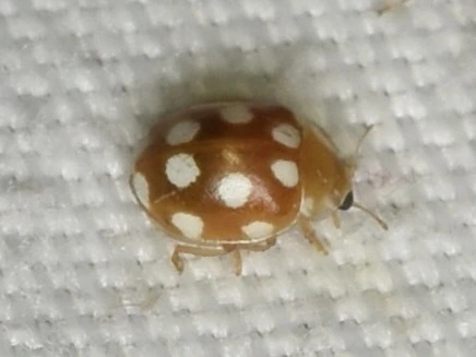 Vibidia duodecimguttata - tizenkétcseppes füsskata