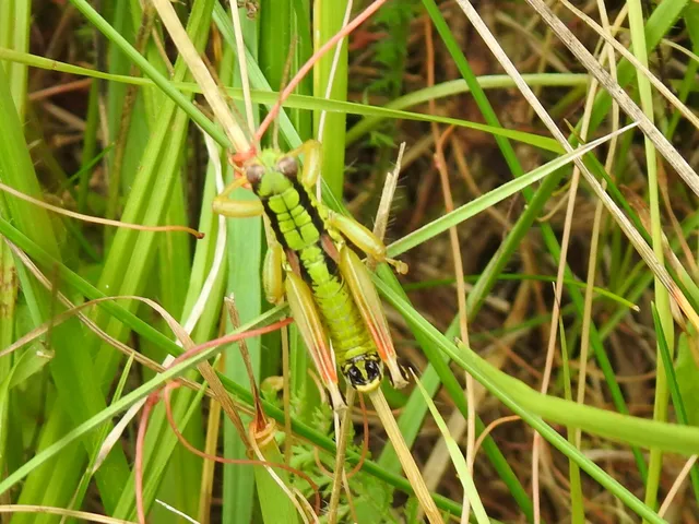 Pseudopodisma nagyi - Nagy-hegyisáska