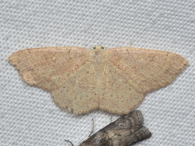 Cyclophora ruficiliaria - vörösrojtú pettyesaraszoló