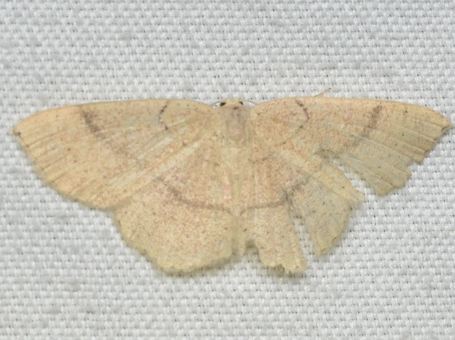 Cyclophora ruficiliaria - vörösrojtú pettyesaraszoló