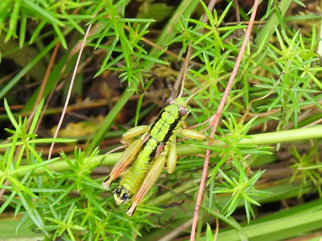 Pseudopodisma nagyi - Nagy-hegyisáska