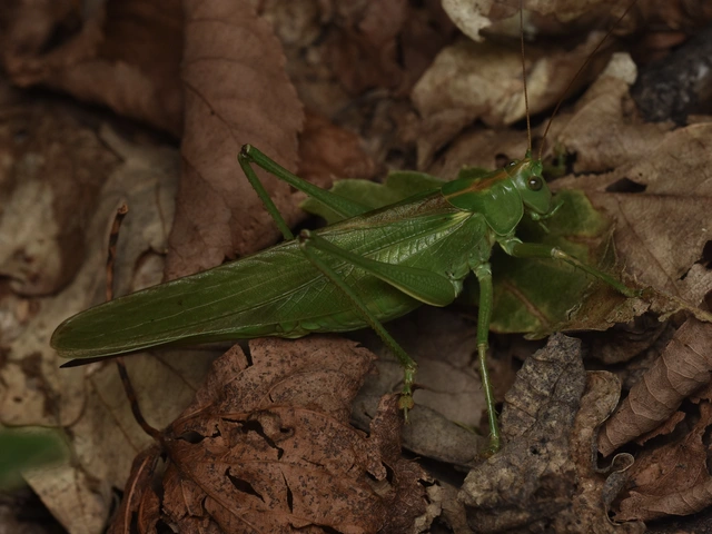 Tettigonia viridissima - zöld lombszöcske