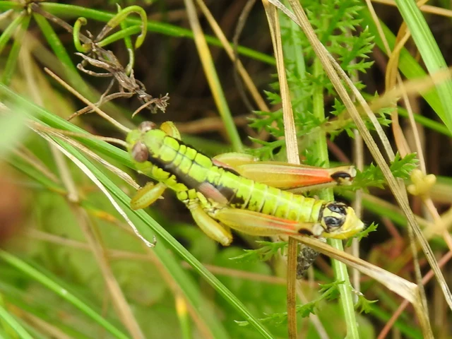 Pseudopodisma nagyi - Nagy-hegyisáska